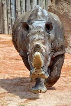 Rhinoceros in park - Free image #329059