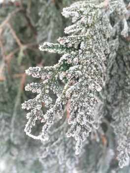 ?winter branches snow cold beautifully - бесплатный image #329219