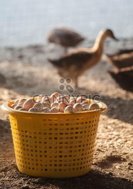 Duck eggs in yellow buckets - image #329669 gratis