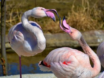 pink flamingos in park - бесплатный image #329879