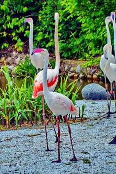 flamingos in park - image #329919 gratis