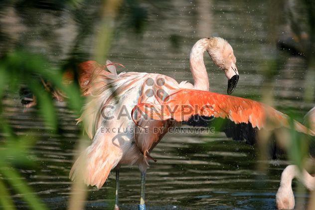 Flamingo in park - Free image #329929