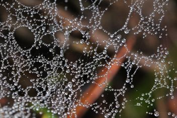 Cobweb in the forest after the rain - бесплатный image #330019