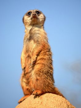 Meerkats in park - Free image #330239