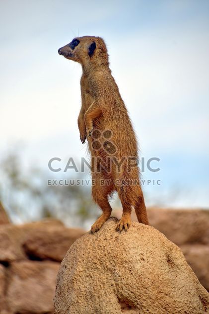 Meerkats in park - Kostenloses image #330259