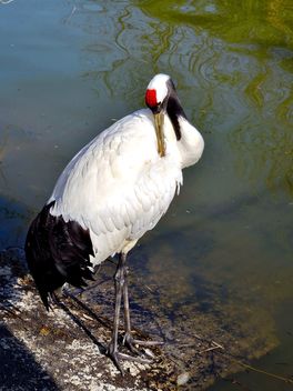 Crane in pond in a park - Free image #330299
