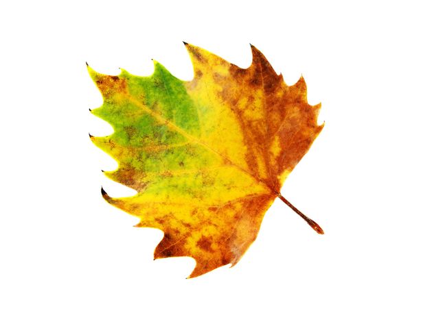 Yellow autumn maple leaf - Kostenloses image #330419