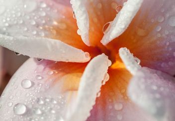 Close up of pink Plumeria - image #330859 gratis