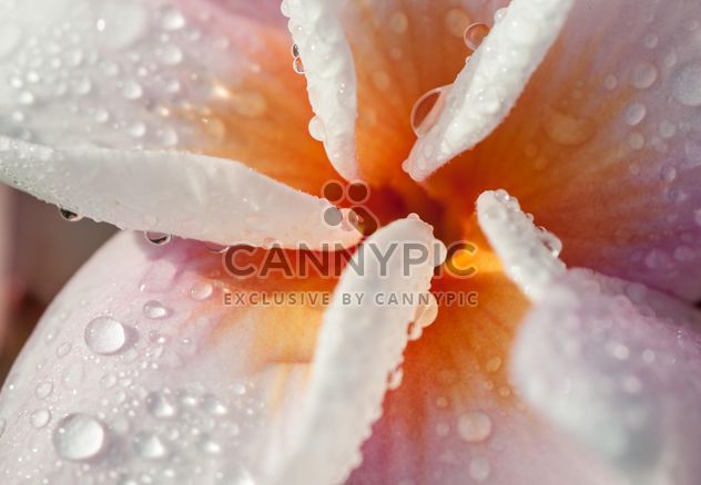 Close up of pink Plumeria - image #330859 gratis