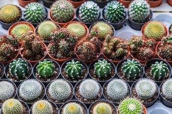 Potted cactuses - image #330879 gratis