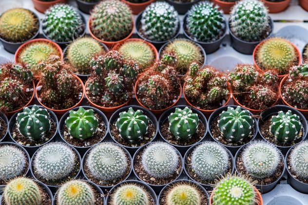 Potted cactuses - image #330879 gratis