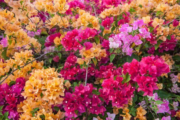 Bright colorful bougainvillea bush - image #330899 gratis