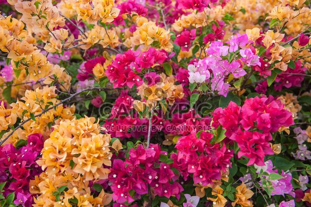 Bright colorful bougainvillea bush - бесплатный image #330899