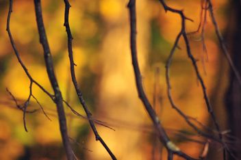 Autumn foliage - Free image #331009