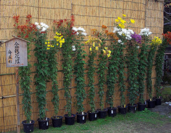 Japan (Kobe-Sorakuen Garden) Long-stemmed chrysanthemums - Free image #332449