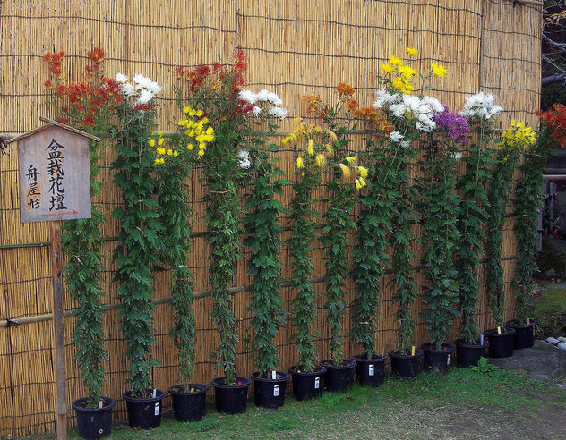 Japan (Kobe-Sorakuen Garden) Long-stemmed chrysanthemums - Kostenloses image #332449