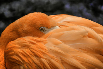 Flamingo Resting - image #332759 gratis