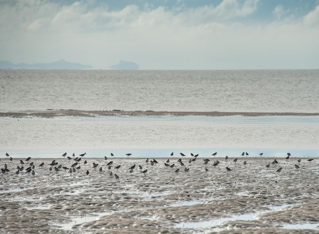 Birds on sea beach - image #332909 gratis