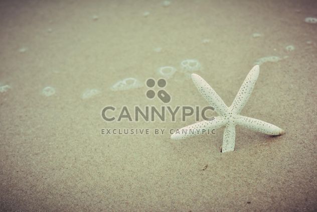 Star fish in a sand - image #332929 gratis