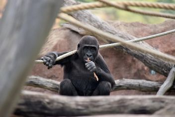 Gorilla on rope climbing in park - image #333159 gratis