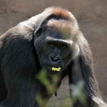 Gorilla eats green in park - бесплатный image #333169
