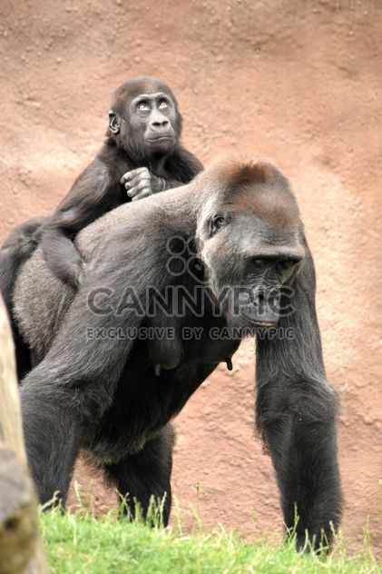 Gorilla mother with her baby in park - бесплатный image #333179