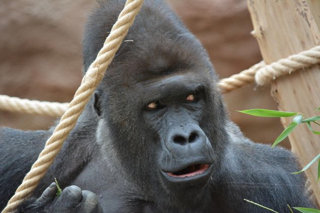 Gorilla on rope clibbing in park - image #333199 gratis