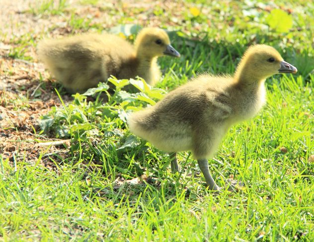 Ducklings on green grass - Free image #333809