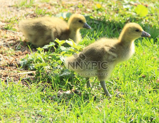 Ducklings on green grass - Free image #333809