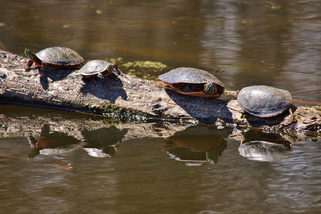 Horicon Marsh Turtles - Free image #334149