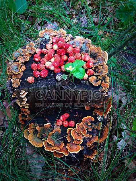 Wild strawberries on moss stump - image gratuit #334289 