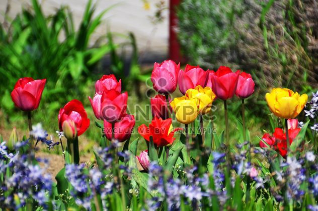 lawn with tulips - image gratuit #334699 