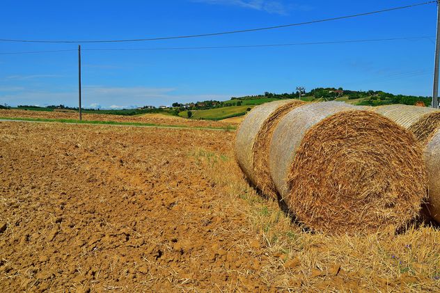 Haystacks, rolled into a cylinders - Free image #334739