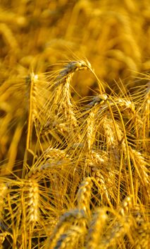 Golden wheat on field - image gratuit #334799 