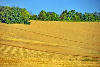 Golden wheat field - image gratuit #334809 