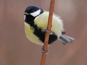 Titmouse sits having ruffled up on a branch of a tree - бесплатный image #335019