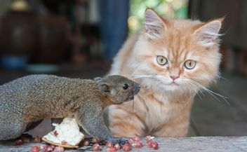 Cat and squirrel comunicating - image #335029 gratis