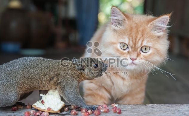 Cat and squirrel comunicating - image gratuit #335029 