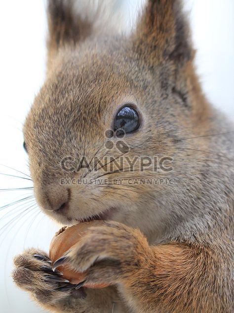 Squirrel eating nut - image gratuit #335039 