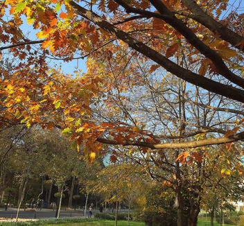 Turkey (Istanbul) Autumn foliage - image gratuit #335169 