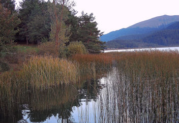 Turkey (Bolu-Abant Lake) Reeds - Kostenloses image #335849