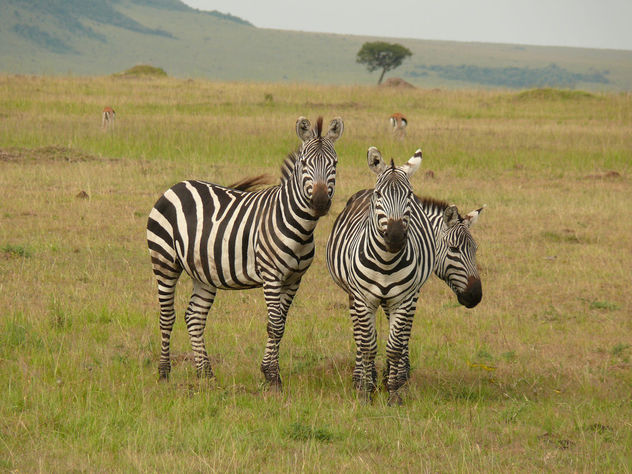 Zebras in the Mara ! - image #335929 gratis