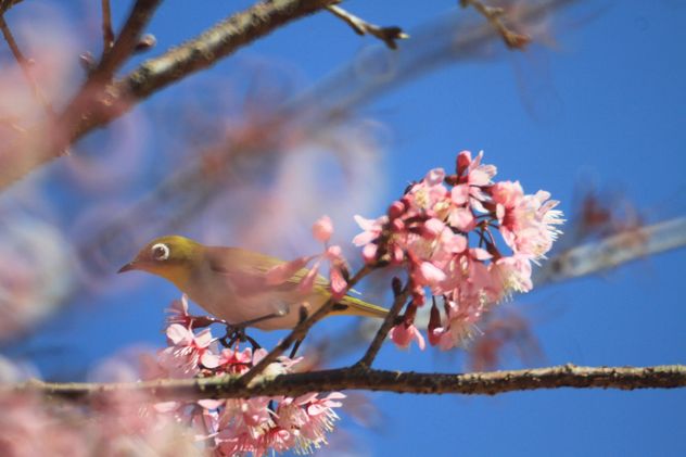 Bird on blooming tree - image #337439 gratis