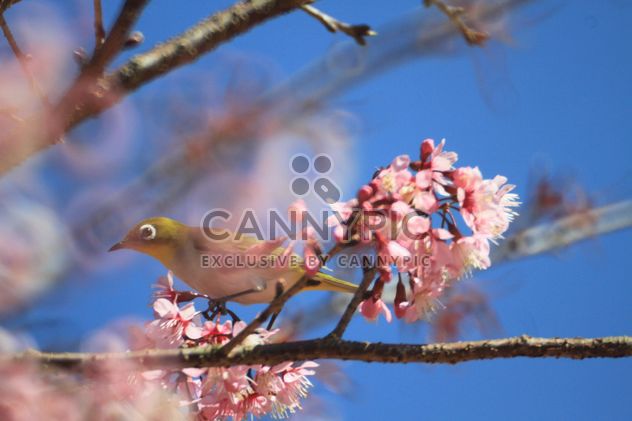 Bird on blooming tree - image #337439 gratis