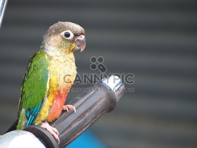 Colorful parrot on handle - бесплатный image #337449
