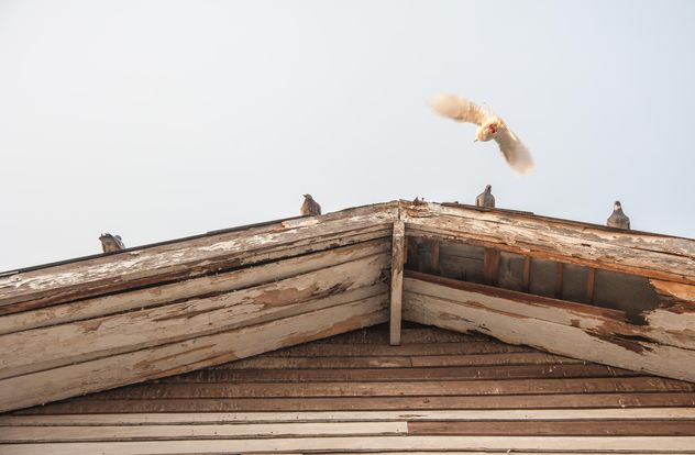 Pigeons on wooden roof - image gratuit #337459 