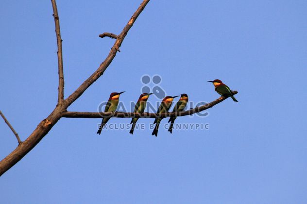 Kingfisher birds on tree branch - image gratuit #337469 