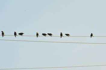 Starlings on electric wires - image #337489 gratis