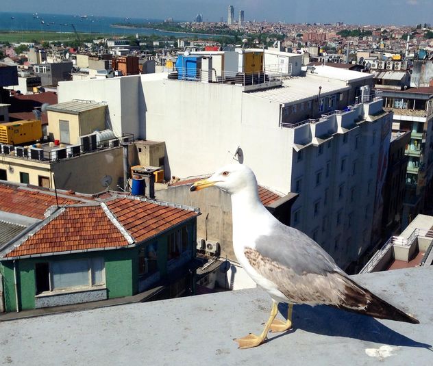 Seagull on roof of building - Free image #337559