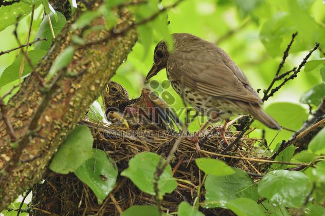 Thrush and nestlings in nest - Free image #337569